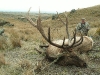 New Zealand Elk New Zealand Elk
