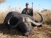 Africa Cape Buffalo Africa Cape Buffalo